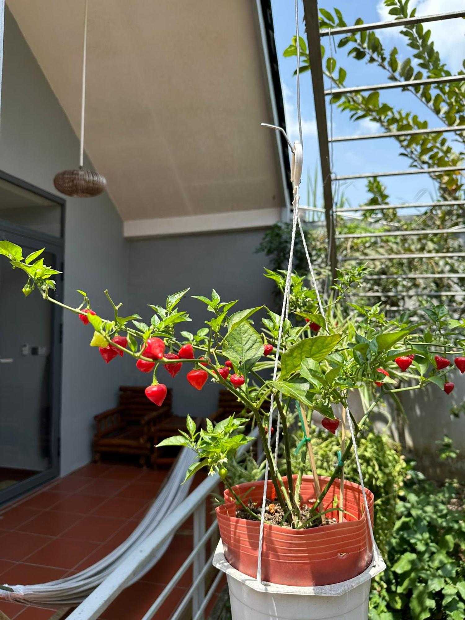 Cato Homestay カントー エクステリア 写真